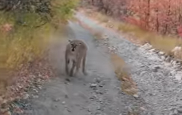 פומה רדפה אחריו 6 דקות; הוא צילם - וצעק