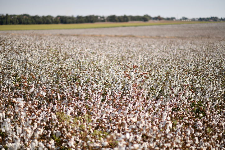 התחזית: ללא שינוי ניכר, יהיה רגיל לעונה