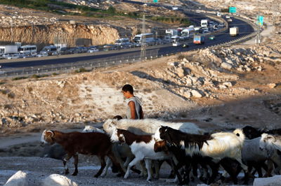 למה דווקא העיזים אלו שמייצגים את העדר?