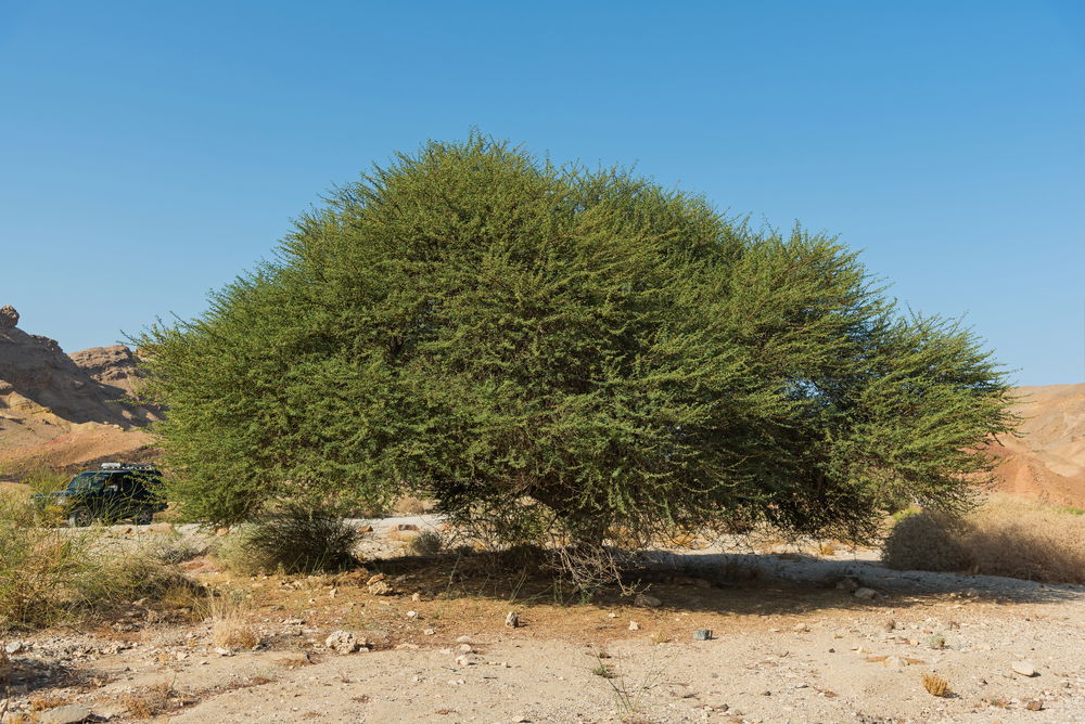 וואדי גוונים במכתש רמון
