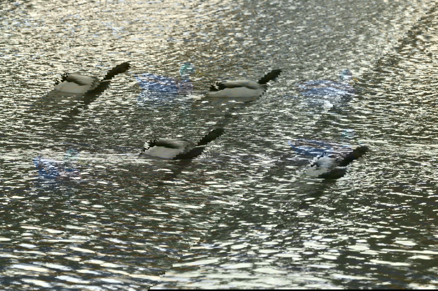 אחרי הסגר • צפו במבלים ב'פארק הלאומי'