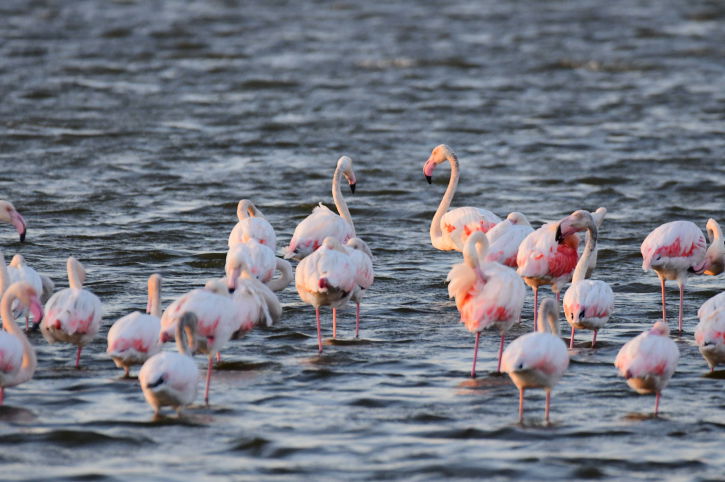 להקת פלמינגו ליד עתלית, אתמול