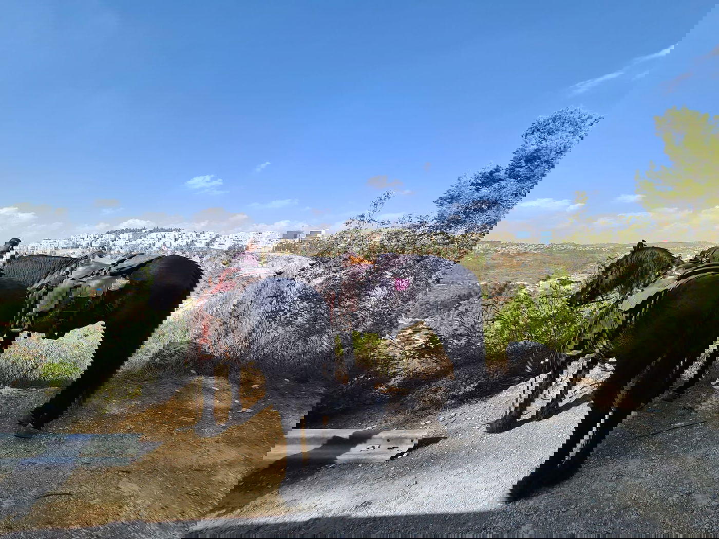 הצעירה החרדית אותרה ביער ללא רוח חיים; המצלמות גילו