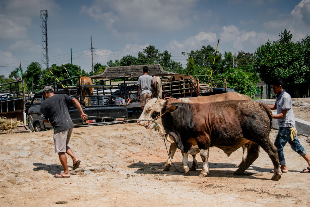 נא לדחוף את ה"פרה" // הרב אבי אברהם