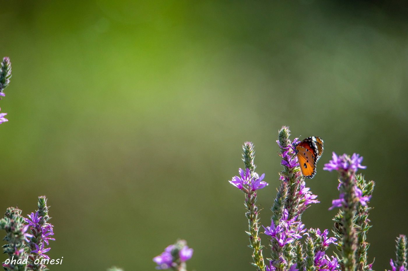מרהיב: תמונות הטבע והנוף באגמון החולה