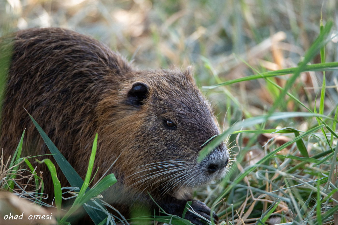 מרהיב: תמונות הטבע והנוף באגמון החולה