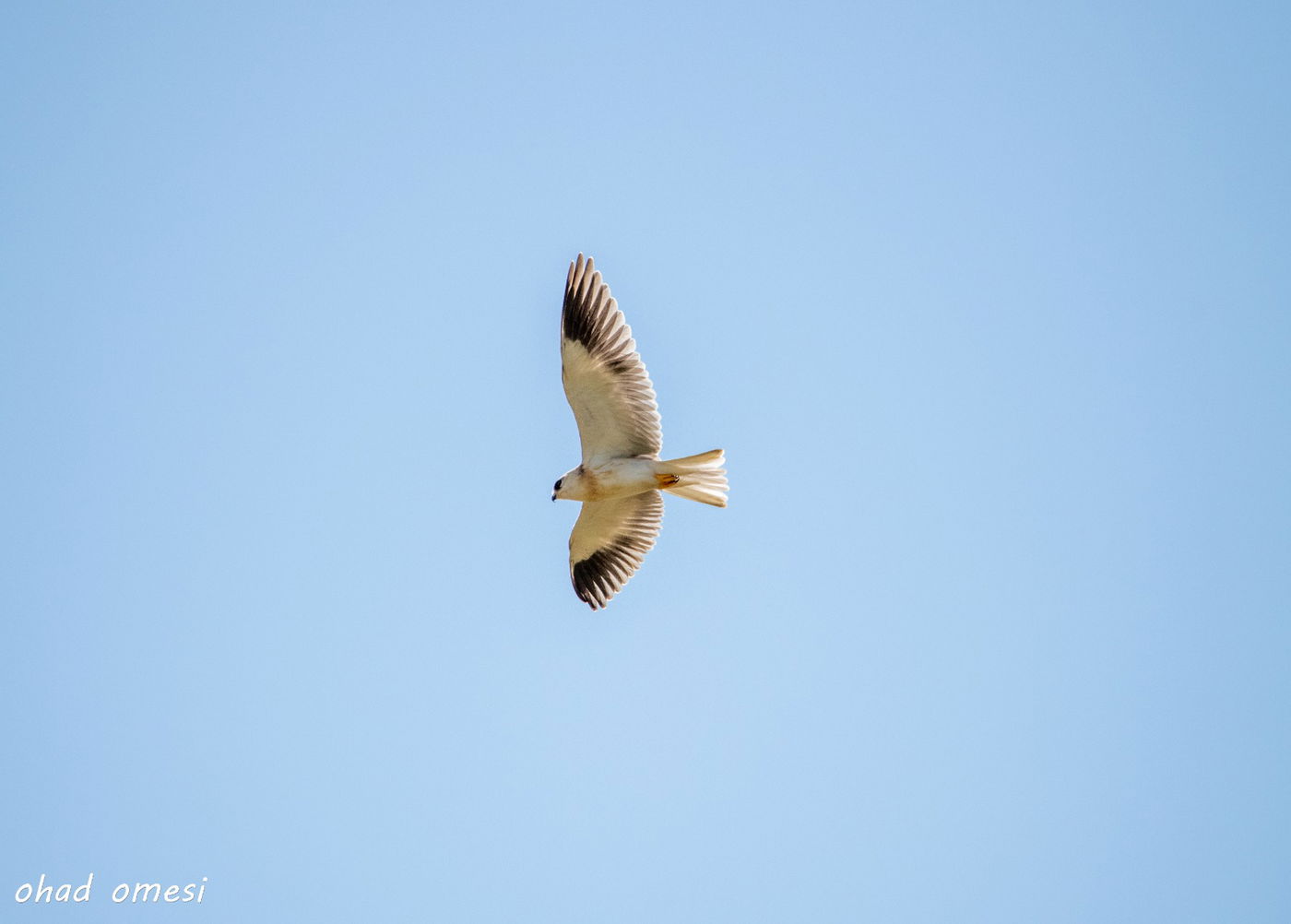 מרהיב: תמונות הטבע והנוף באגמון החולה