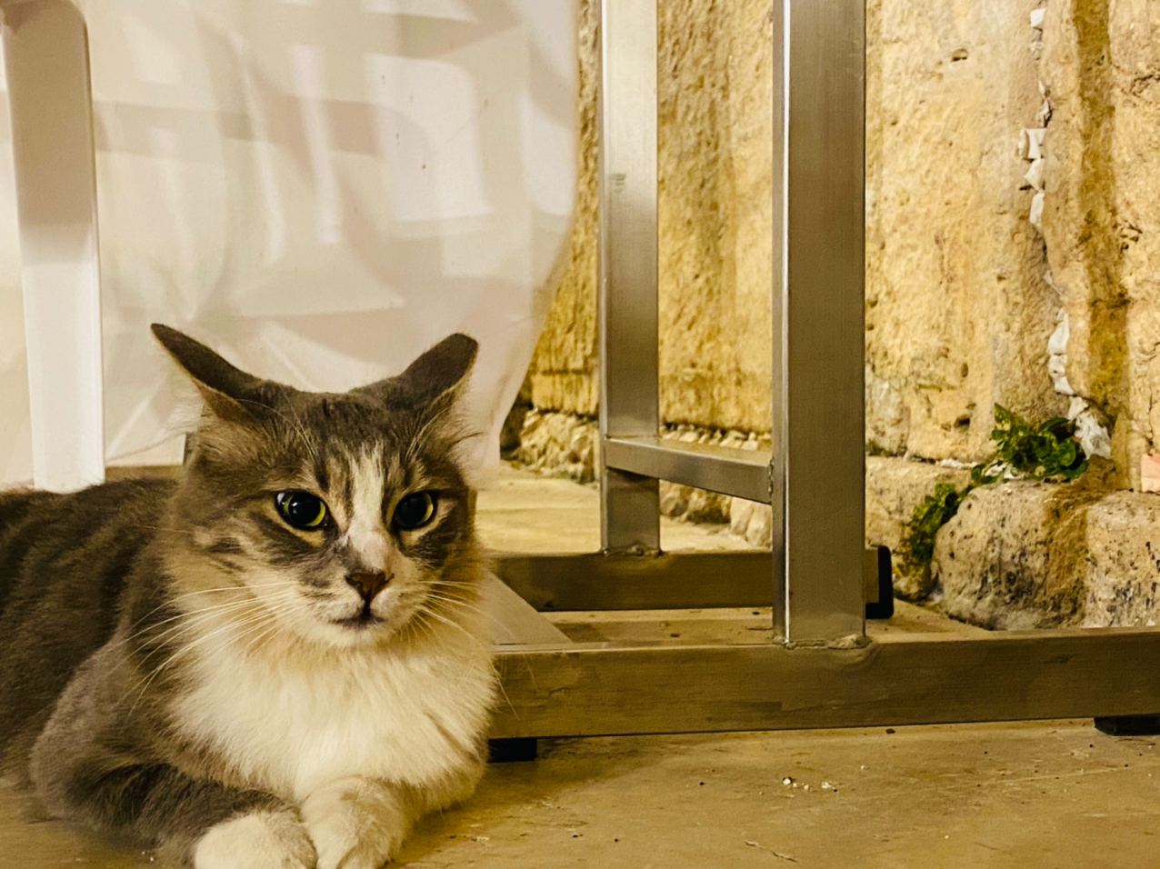 הכותל המערבי, בימי הסגר; תיעוד מיוחד