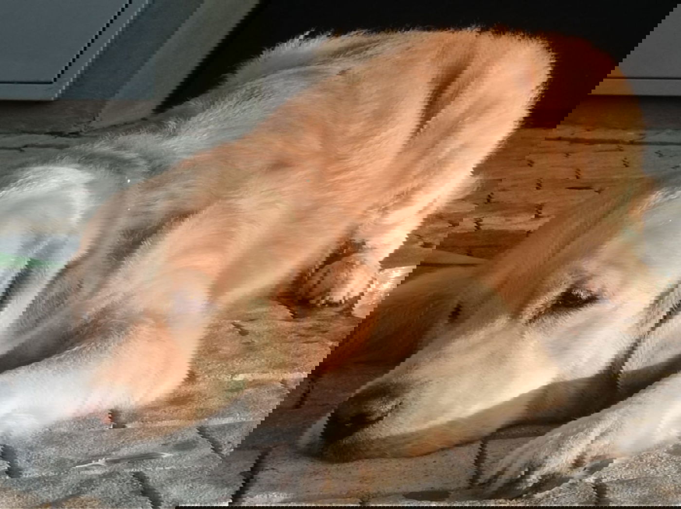 בין חוף תל ברוך לחוף הצוק • תיעוד מרהיב