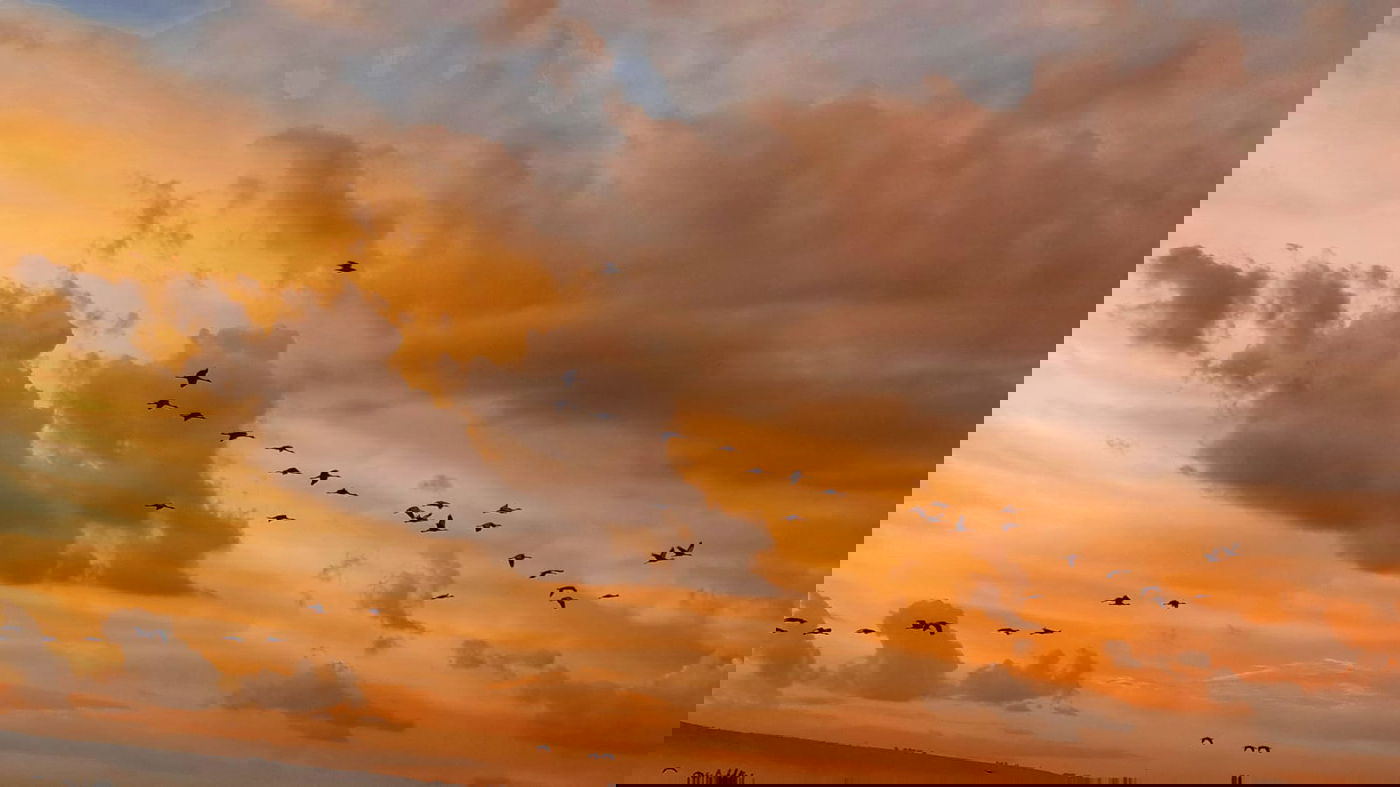 הבוקר, באגמון החולה: 31,500 עגורים