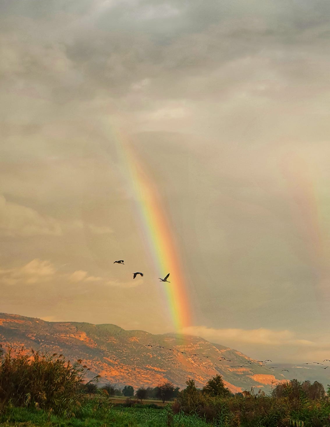 הבוקר, באגמון החולה: 31,500 עגורים