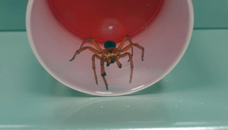 מפחיד: עכביש לא מזוהה עקץ ילדה קטנה