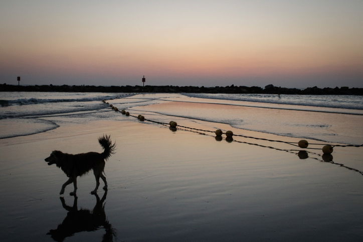 אילוסטרציה