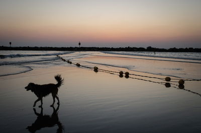 אילוסטרציה