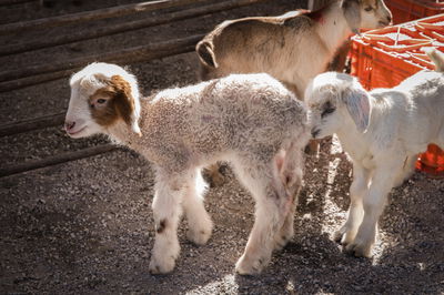 אילוסטרציה