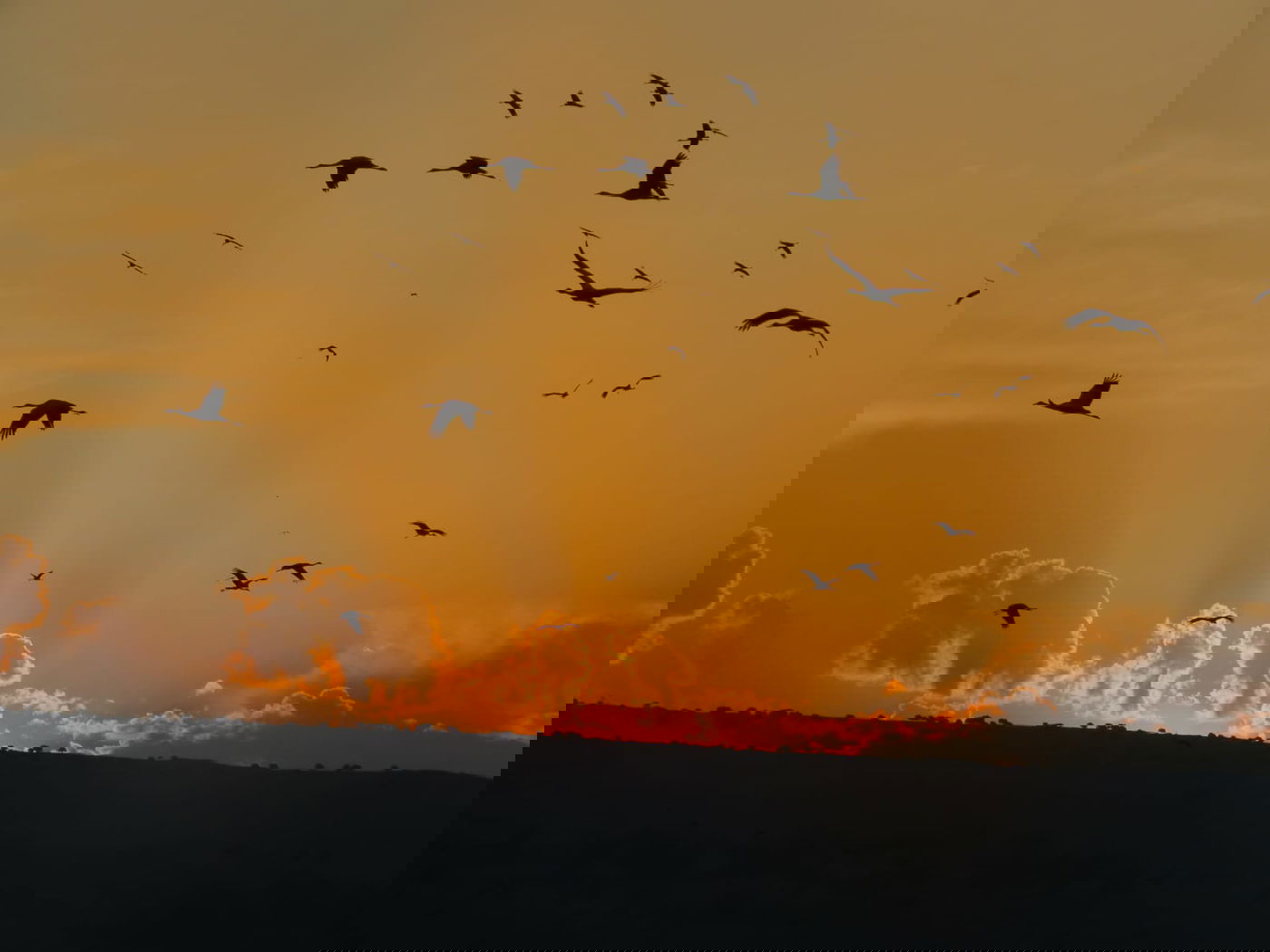 מרהיב: 32,500 עגורים באגמון החולה. צפו