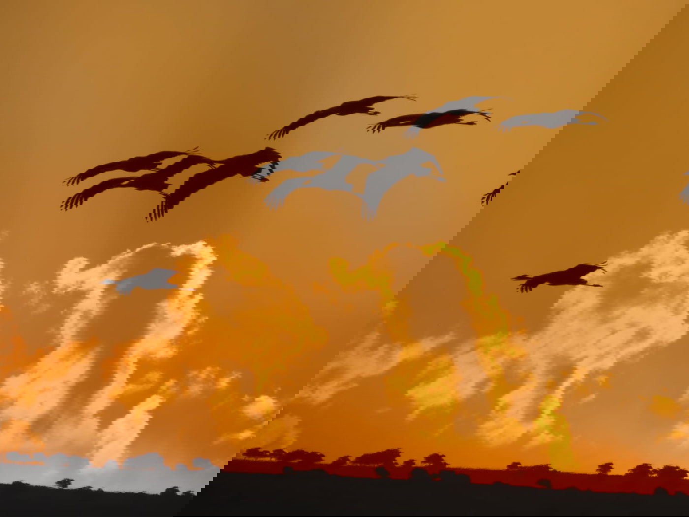 מרהיב: 32,500 עגורים באגמון החולה. צפו