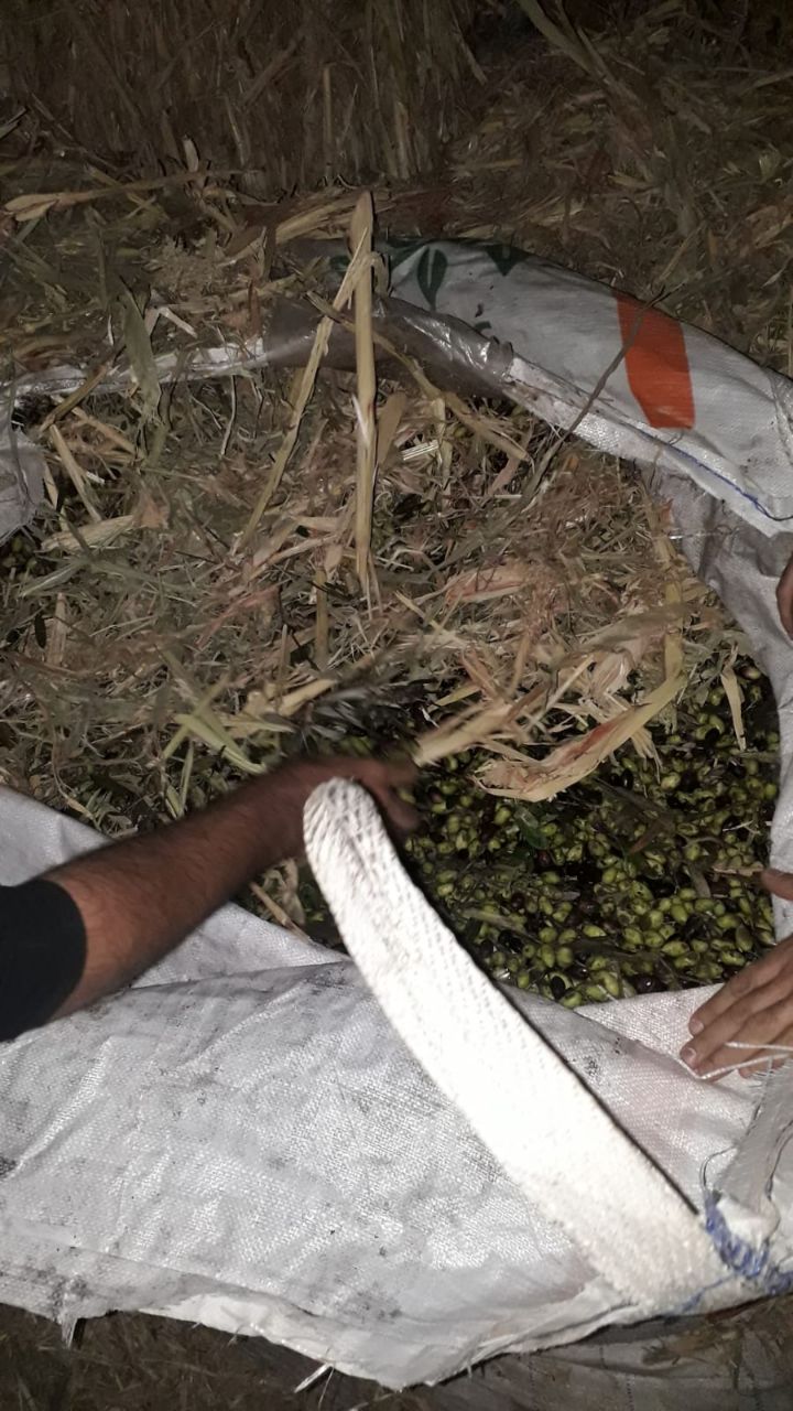 צפו: כך איתרו 12 טון של זיתים שנגנבו בגליל