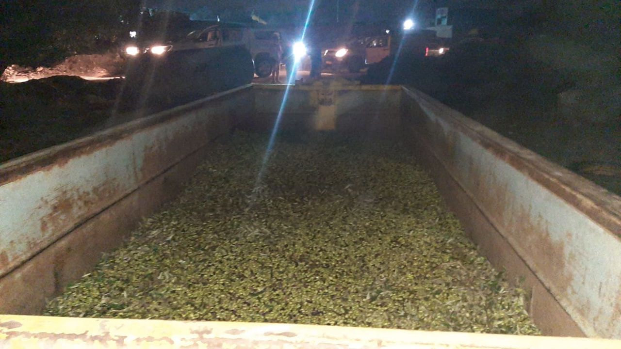 צפו: כך איתרו 12 טון של זיתים שנגנבו בגליל