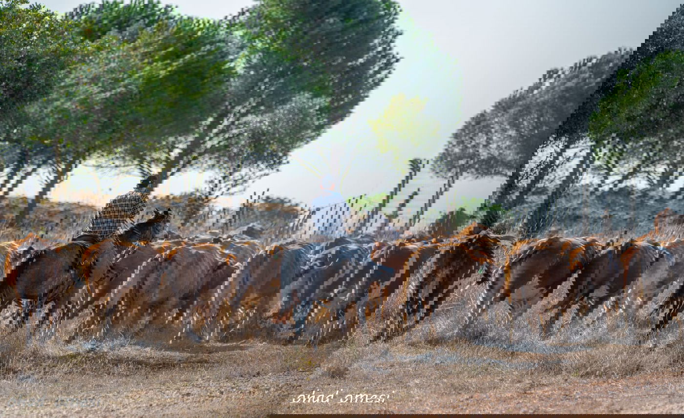 רמת הגולן: מרעה הבקר והציפורים הנדירות