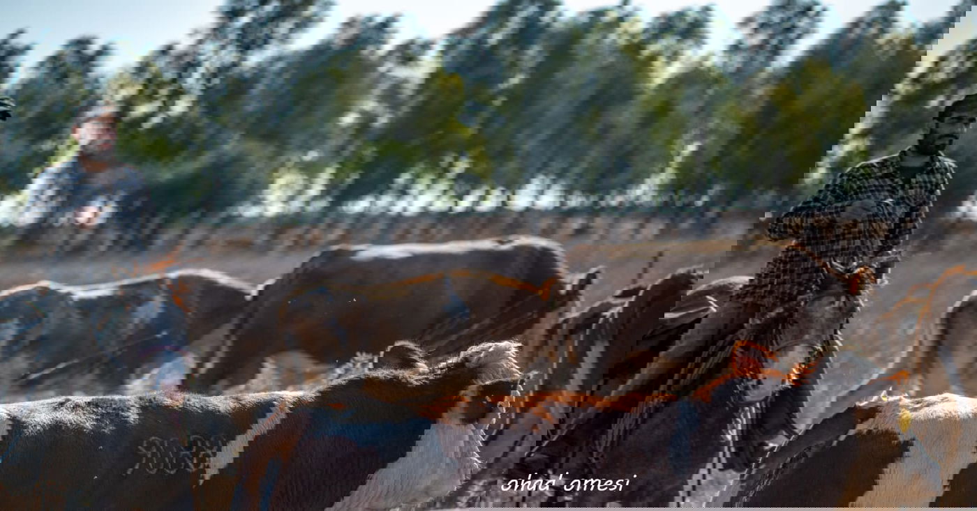 רמת הגולן: מרעה הבקר והציפורים הנדירות