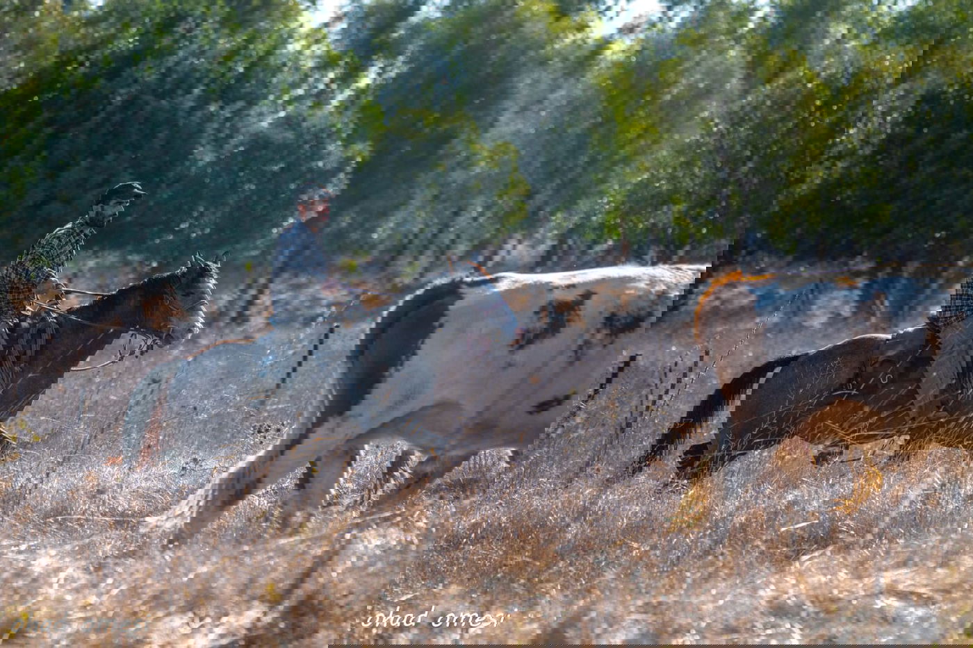 רמת הגולן: מרעה הבקר והציפורים הנדירות