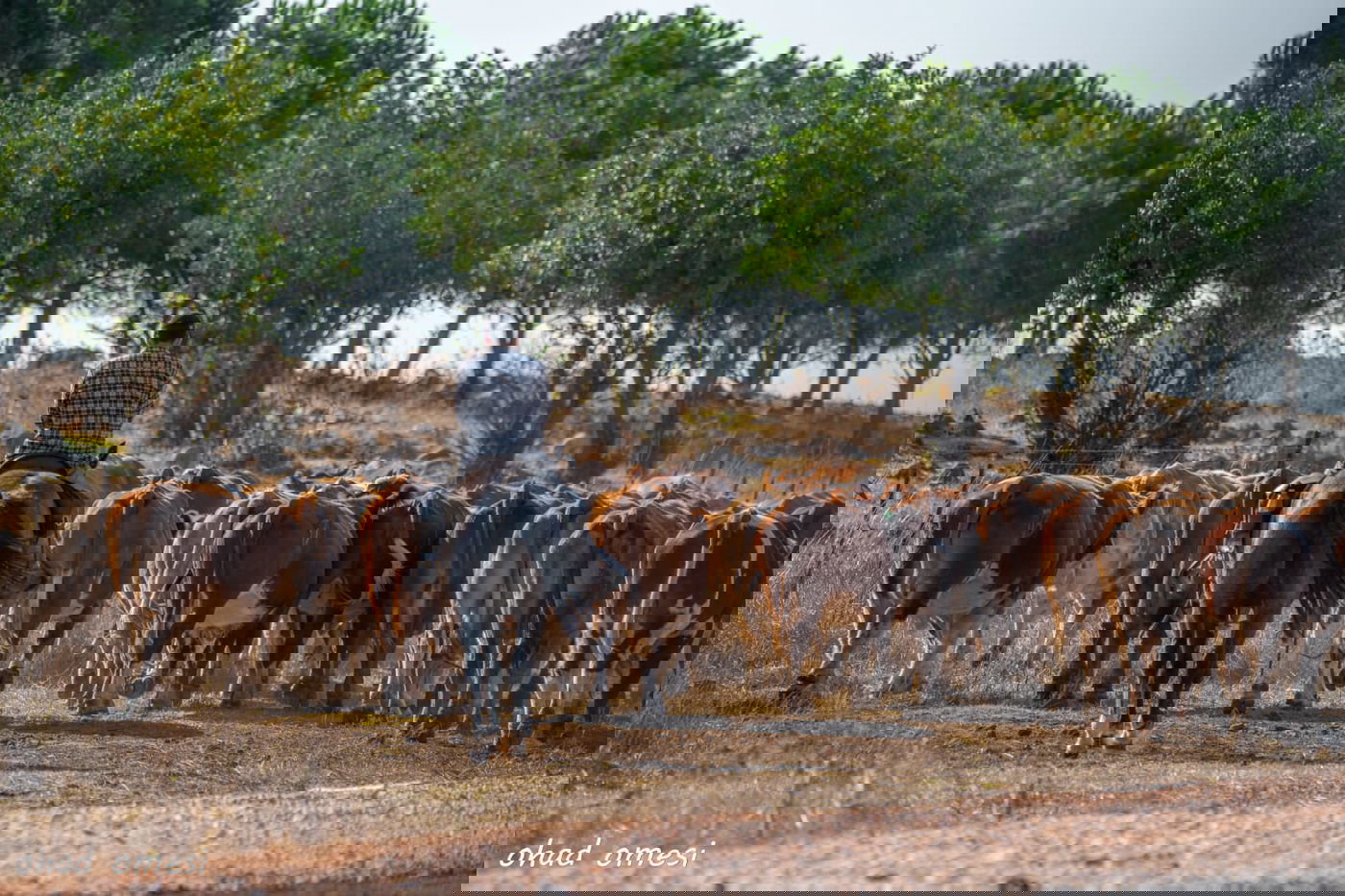 רמת הגולן: מרעה הבקר והציפורים הנדירות