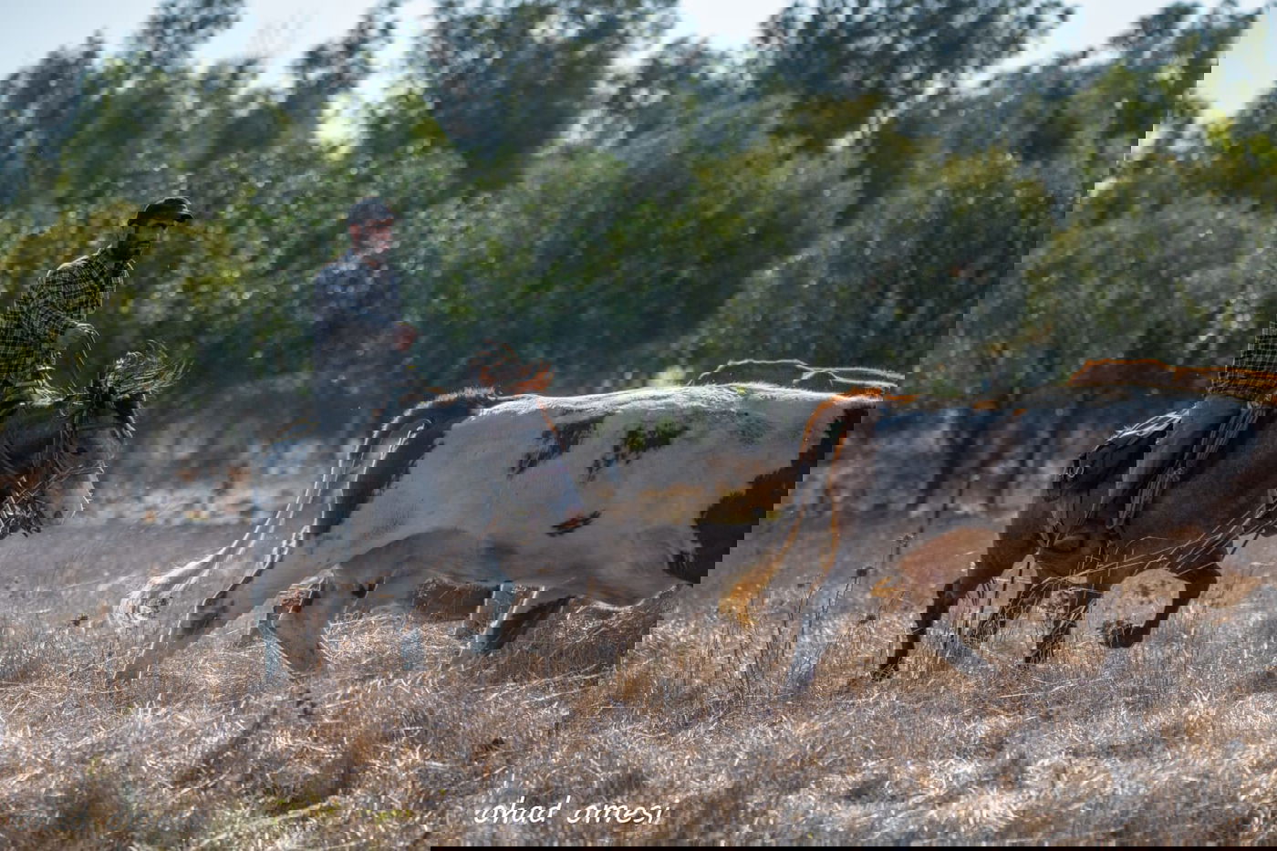 רמת הגולן: מרעה הבקר והציפורים הנדירות