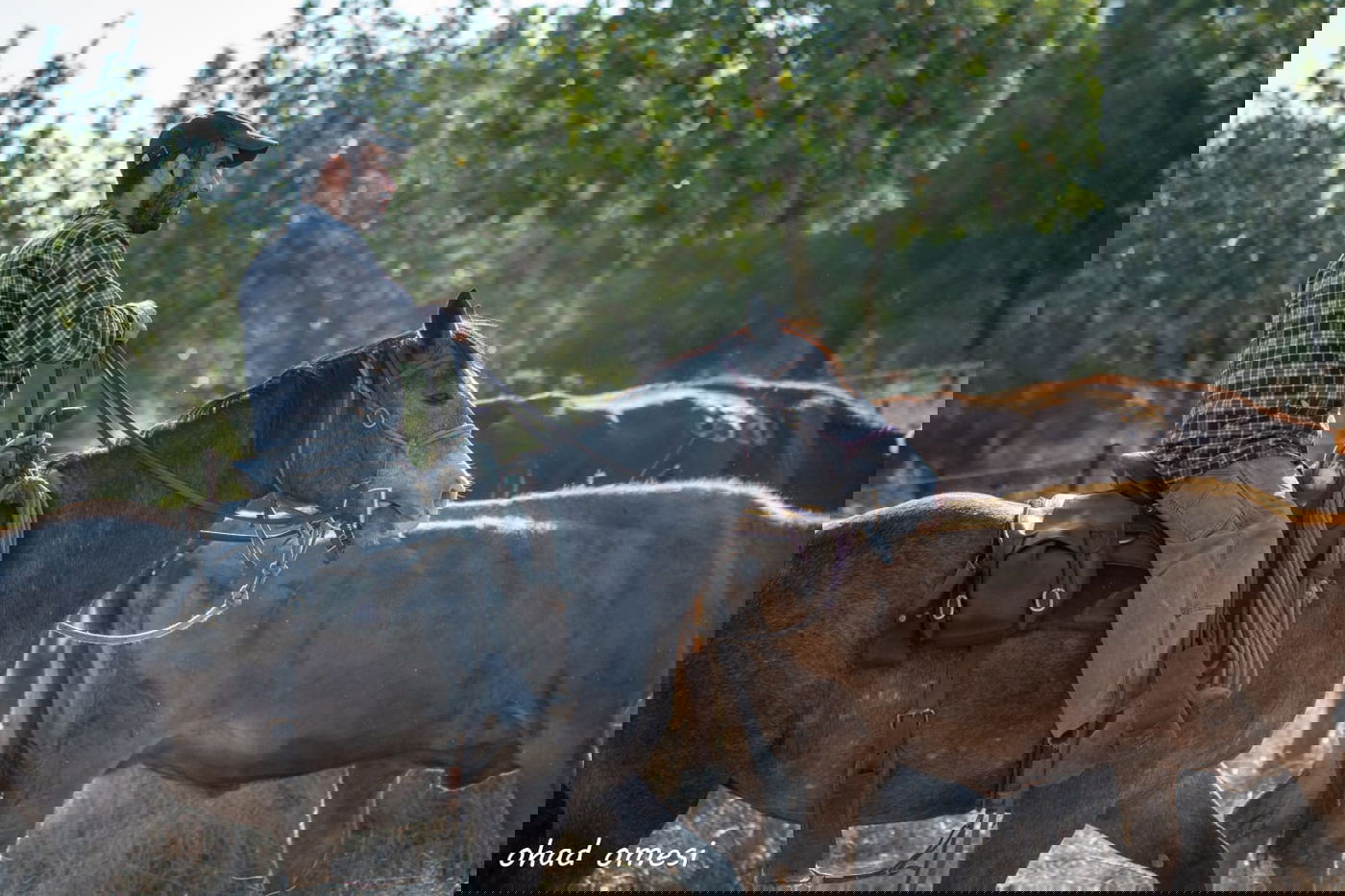 רמת הגולן: מרעה הבקר והציפורים הנדירות