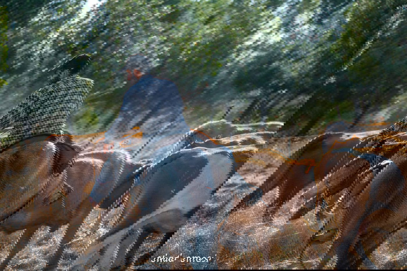 רמת הגולן: מרעה הבקר והציפורים הנדירות