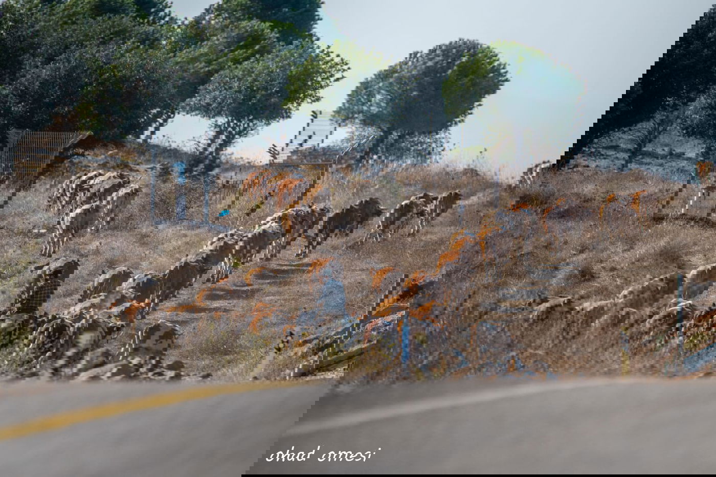 רמת הגולן: מרעה הבקר והציפורים הנדירות