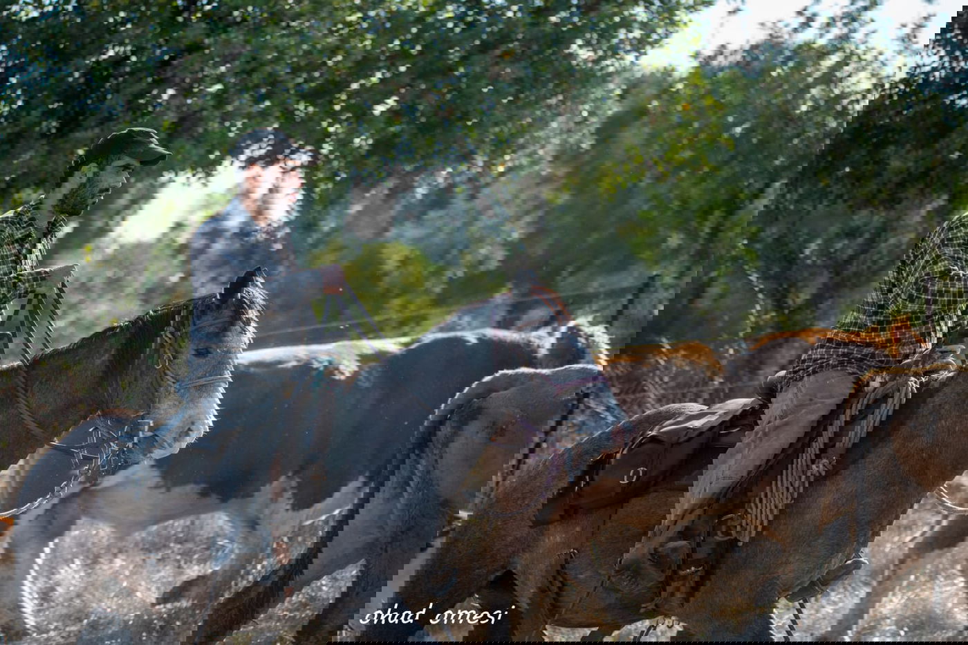 רמת הגולן: מרעה הבקר והציפורים הנדירות