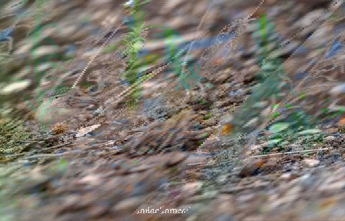 רמת הגולן: מרעה הבקר והציפורים הנדירות