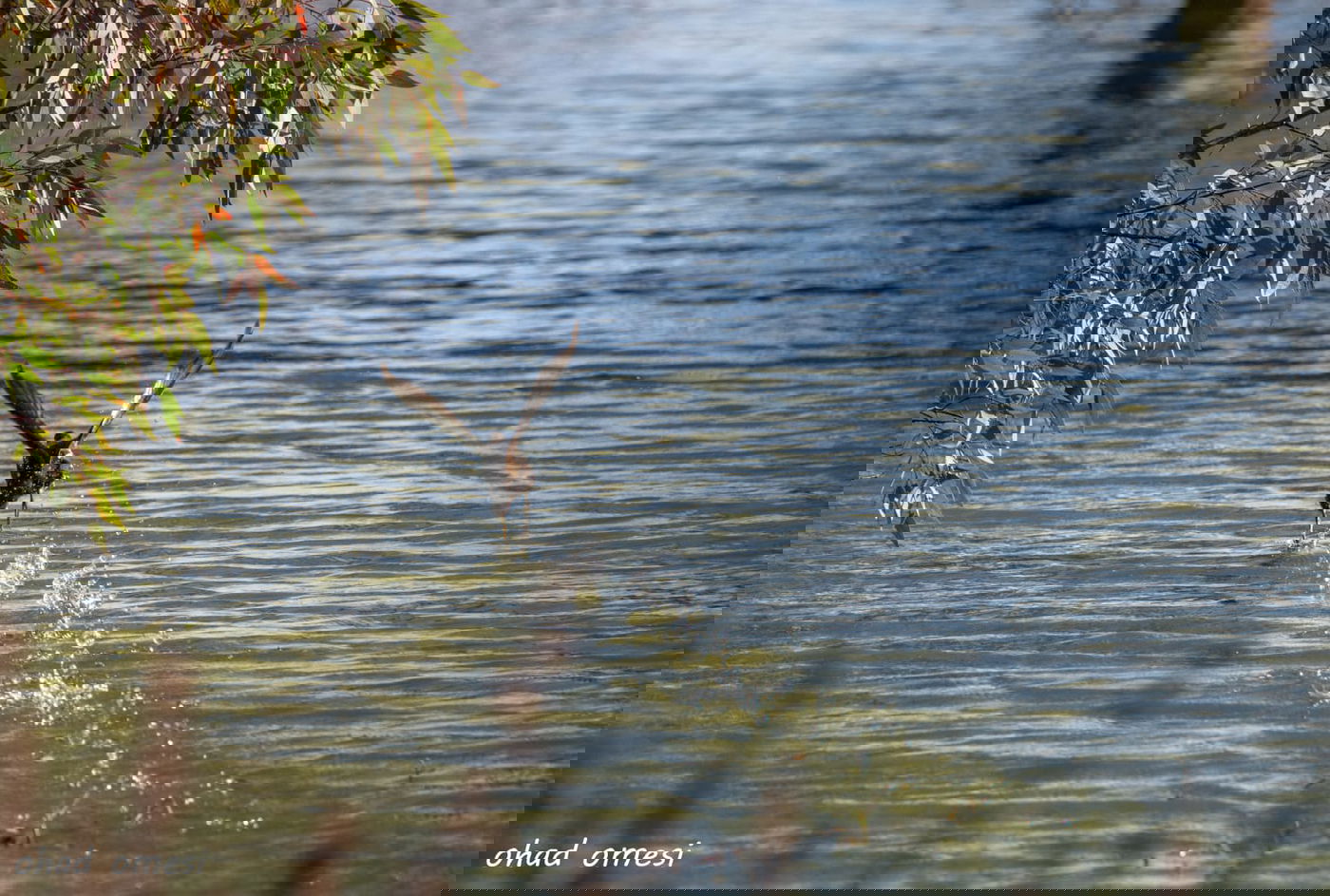 רמת הגולן: מרעה הבקר והציפורים הנדירות