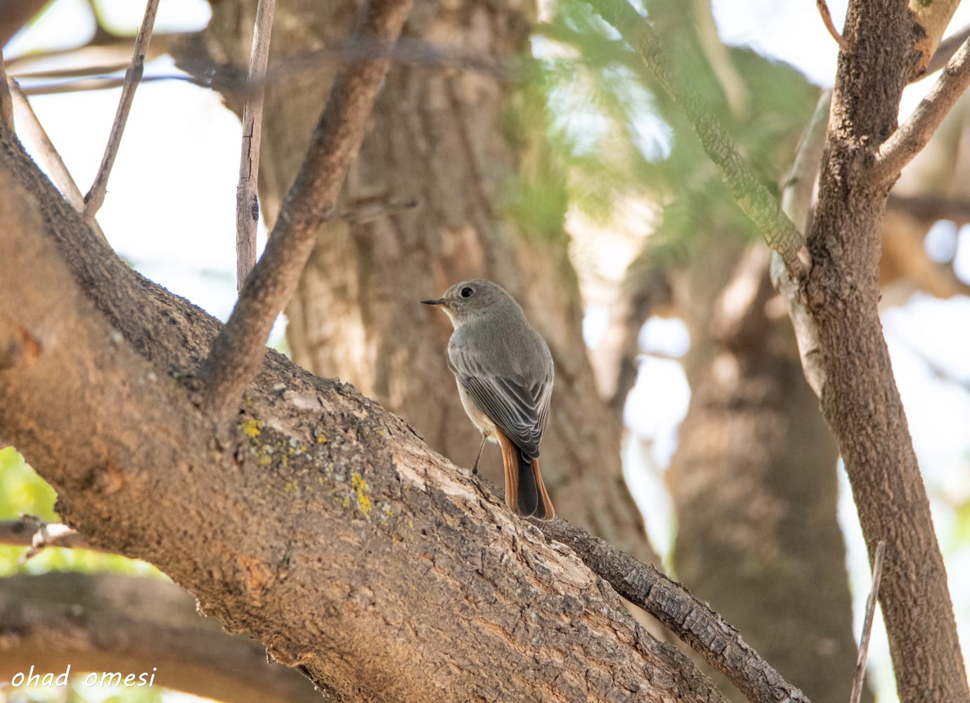 רמת הגולן: מרעה הבקר והציפורים הנדירות