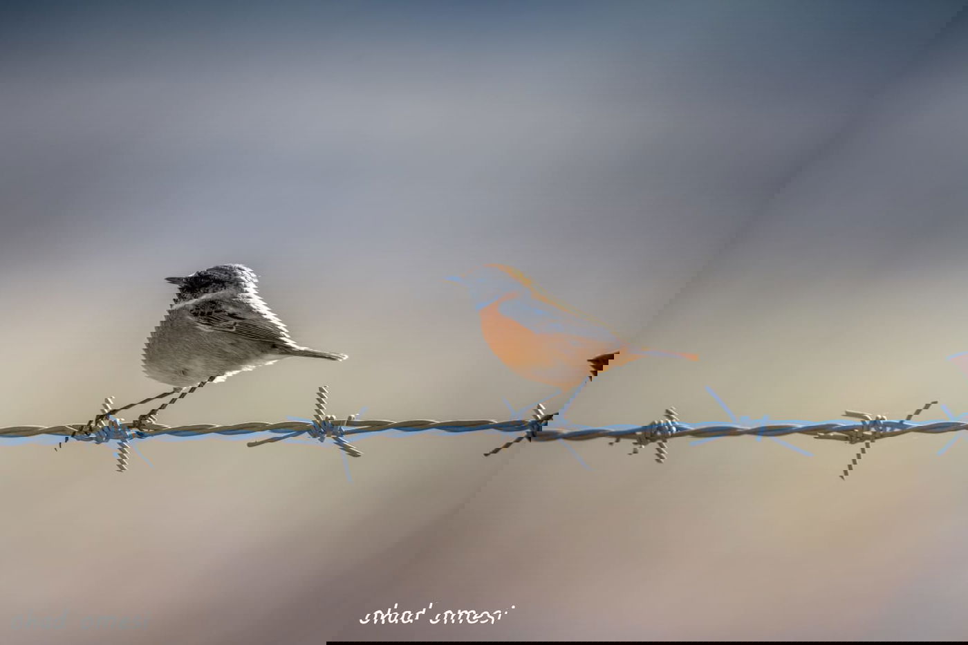 רמת הגולן: מרעה הבקר והציפורים הנדירות