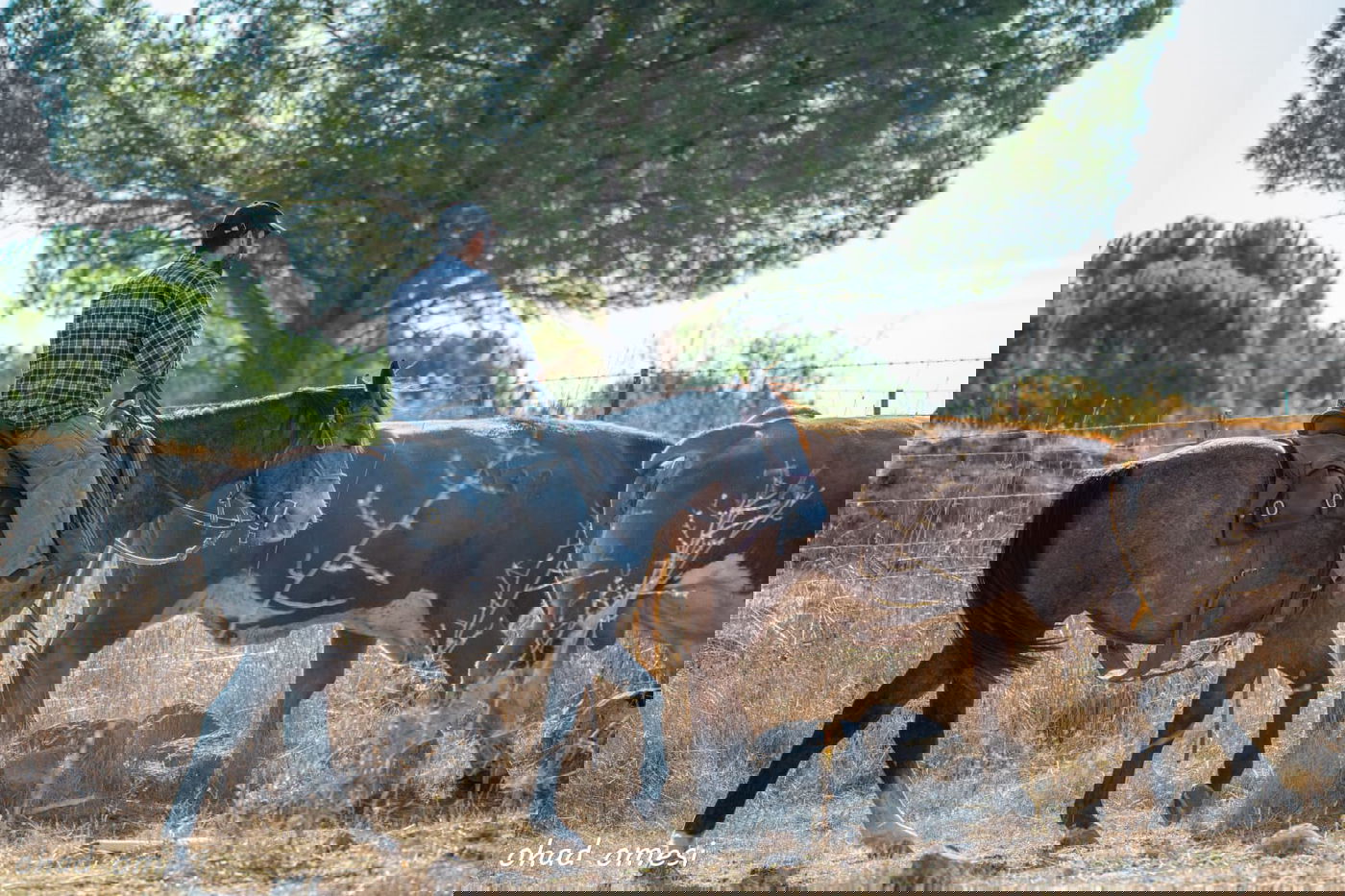 רמת הגולן: מרעה הבקר והציפורים הנדירות