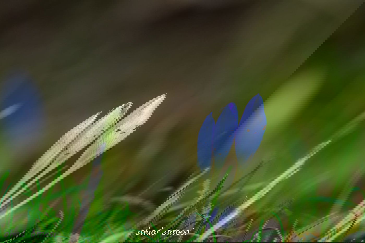 כך נראה תחילת פריחת הכרכומים ב'ג'ובה'