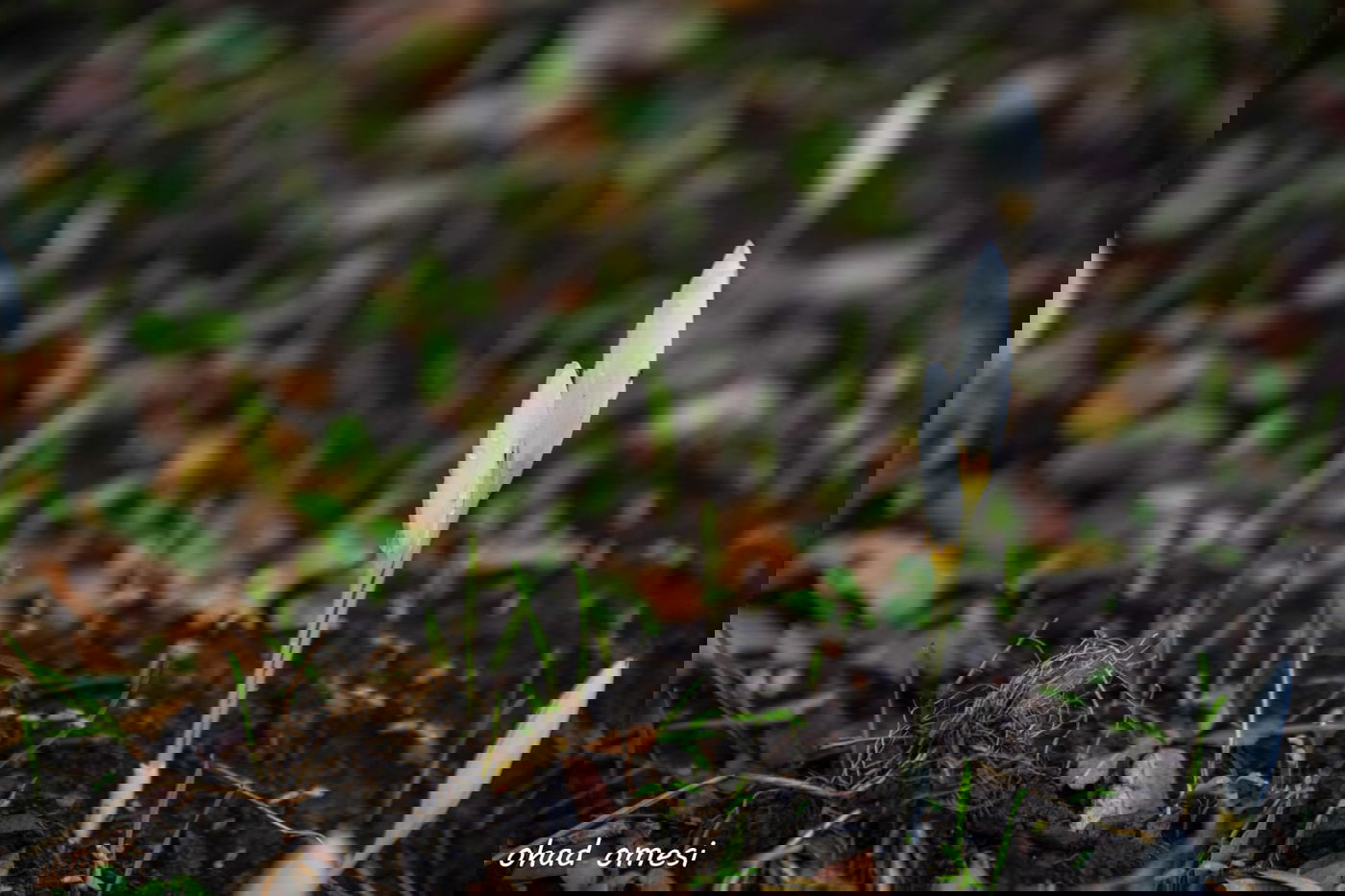 כך נראה תחילת פריחת הכרכומים ב'ג'ובה'