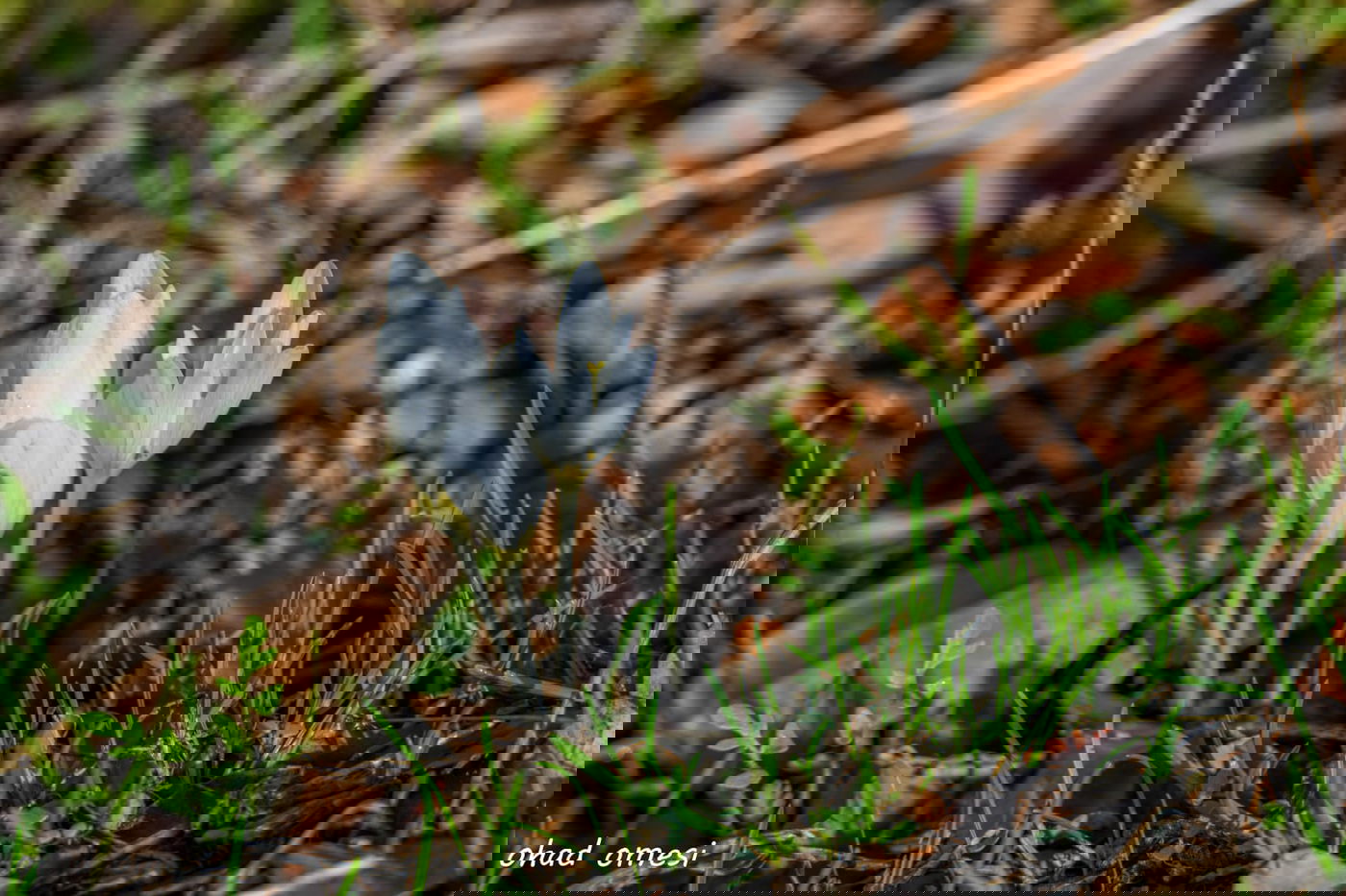 כך נראה תחילת פריחת הכרכומים ב'ג'ובה'