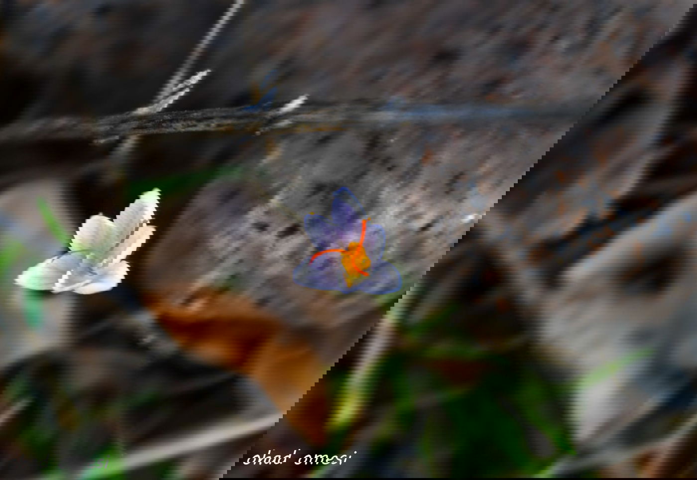 כך נראה תחילת פריחת הכרכומים ב'ג'ובה'