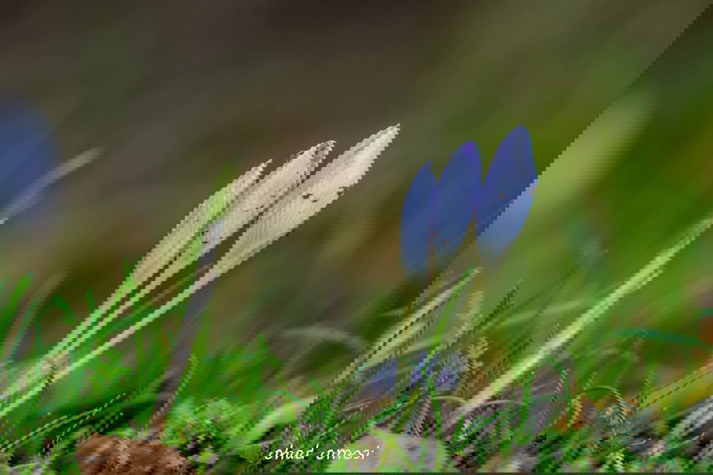 כך נראה תחילת פריחת הכרכומים ב'ג'ובה'