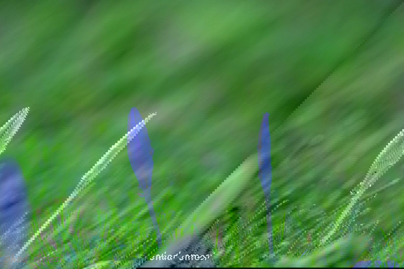 כך נראה תחילת פריחת הכרכומים ב'ג'ובה'