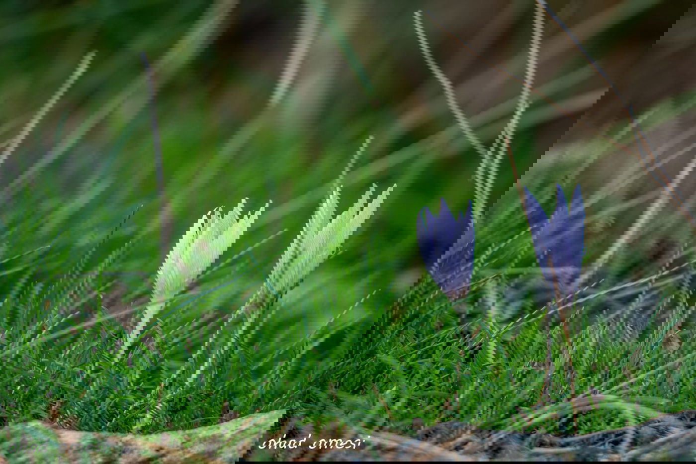 כך נראה תחילת פריחת הכרכומים ב'ג'ובה'