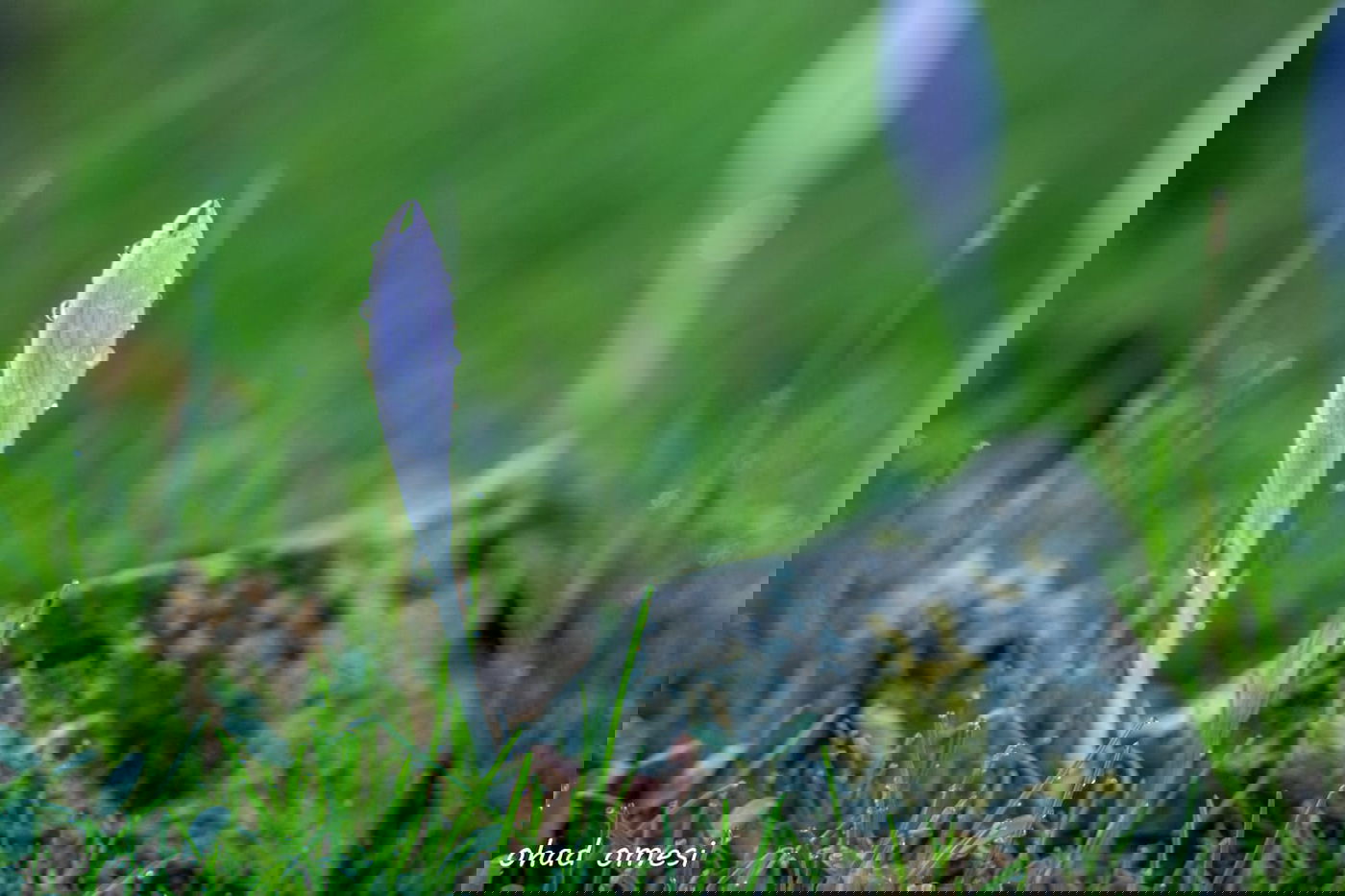 כך נראה תחילת פריחת הכרכומים ב'ג'ובה'