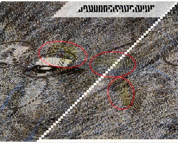 מטעני החבלה שנחשפו