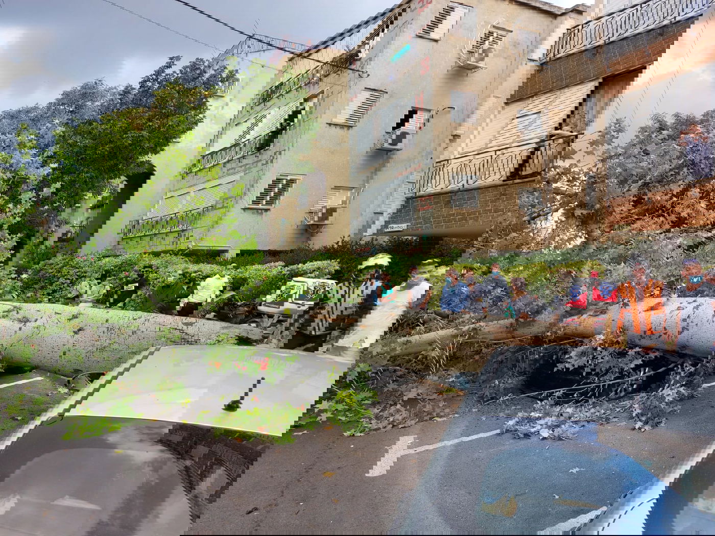 עץ גדול קרס על הכביש; רכבים ניזוקו • צפו