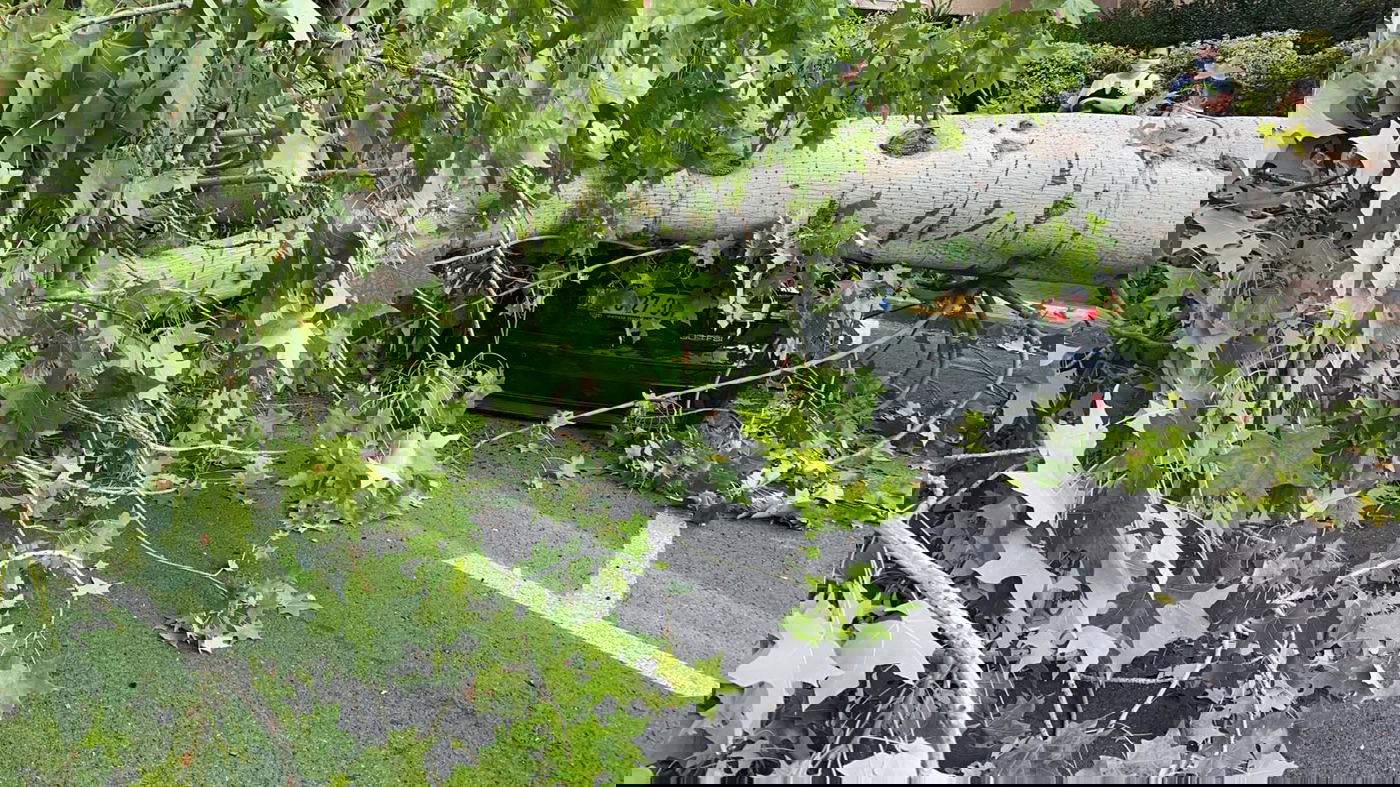 עץ גדול קרס על הכביש; רכבים ניזוקו • צפו