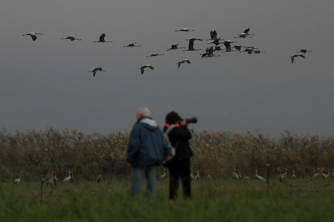 הטבע המרהיב בשמורת אגמון החולה • תיעוד