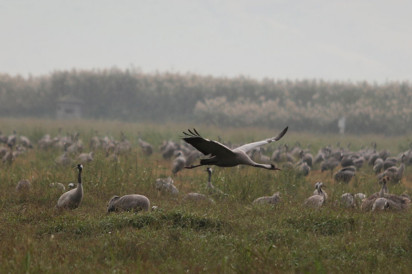 הטבע המרהיב בשמורת אגמון החולה • תיעוד